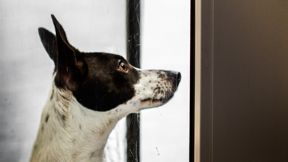 attentif (light).jpg