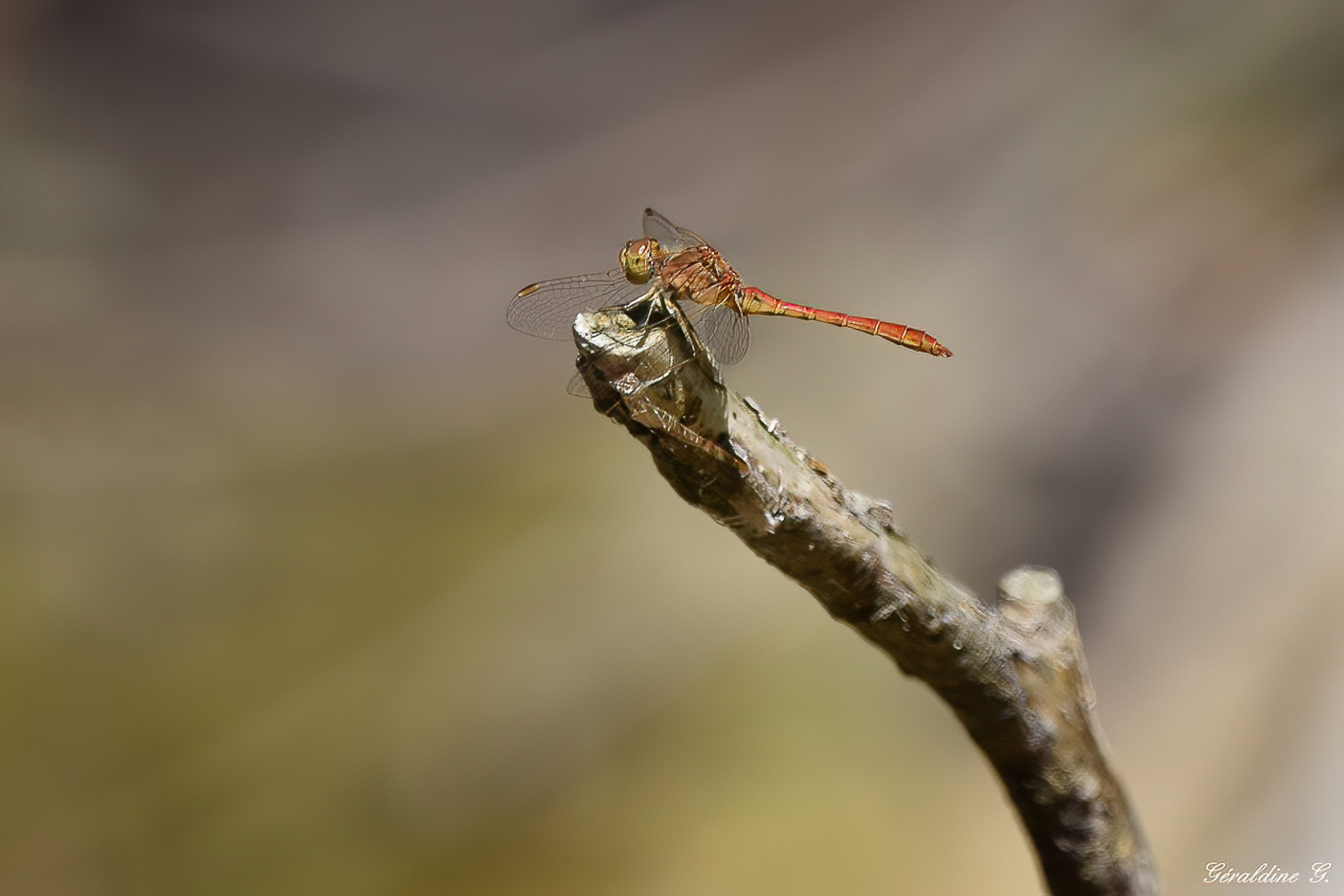 DSC_0294-001 (Copier)-denoise-denoise-Modifier.jpg