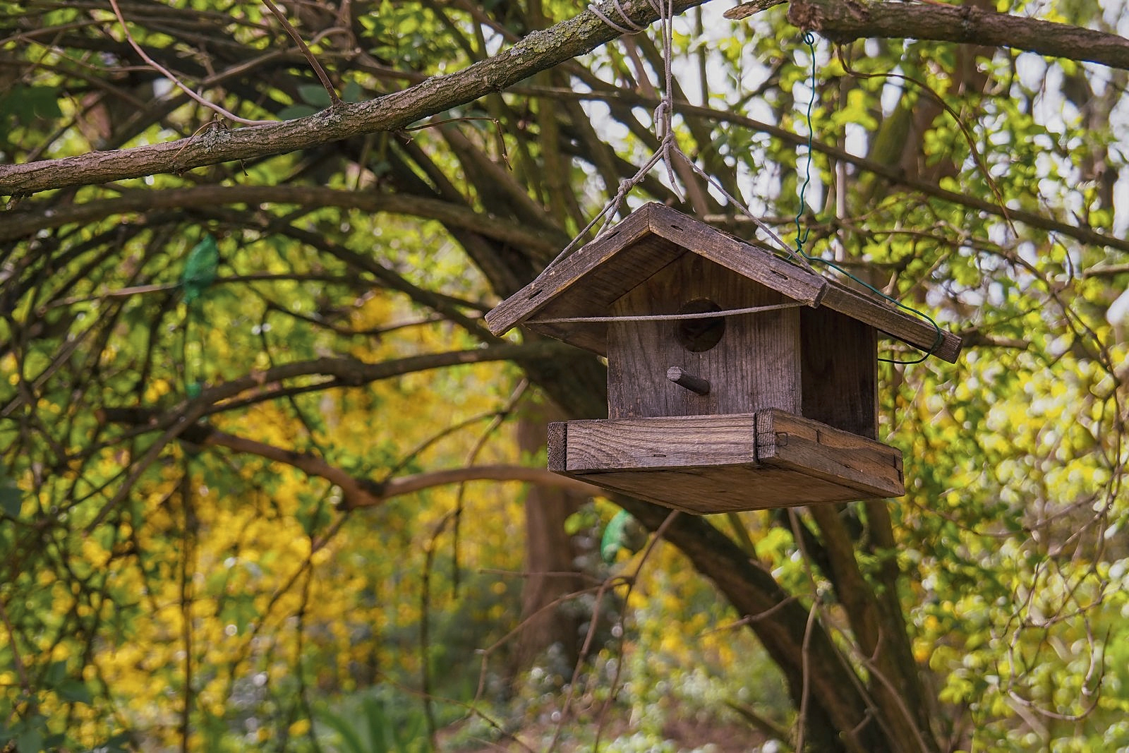 Photo DidierLille- Chalet à oiseaux-4août2020.jpg