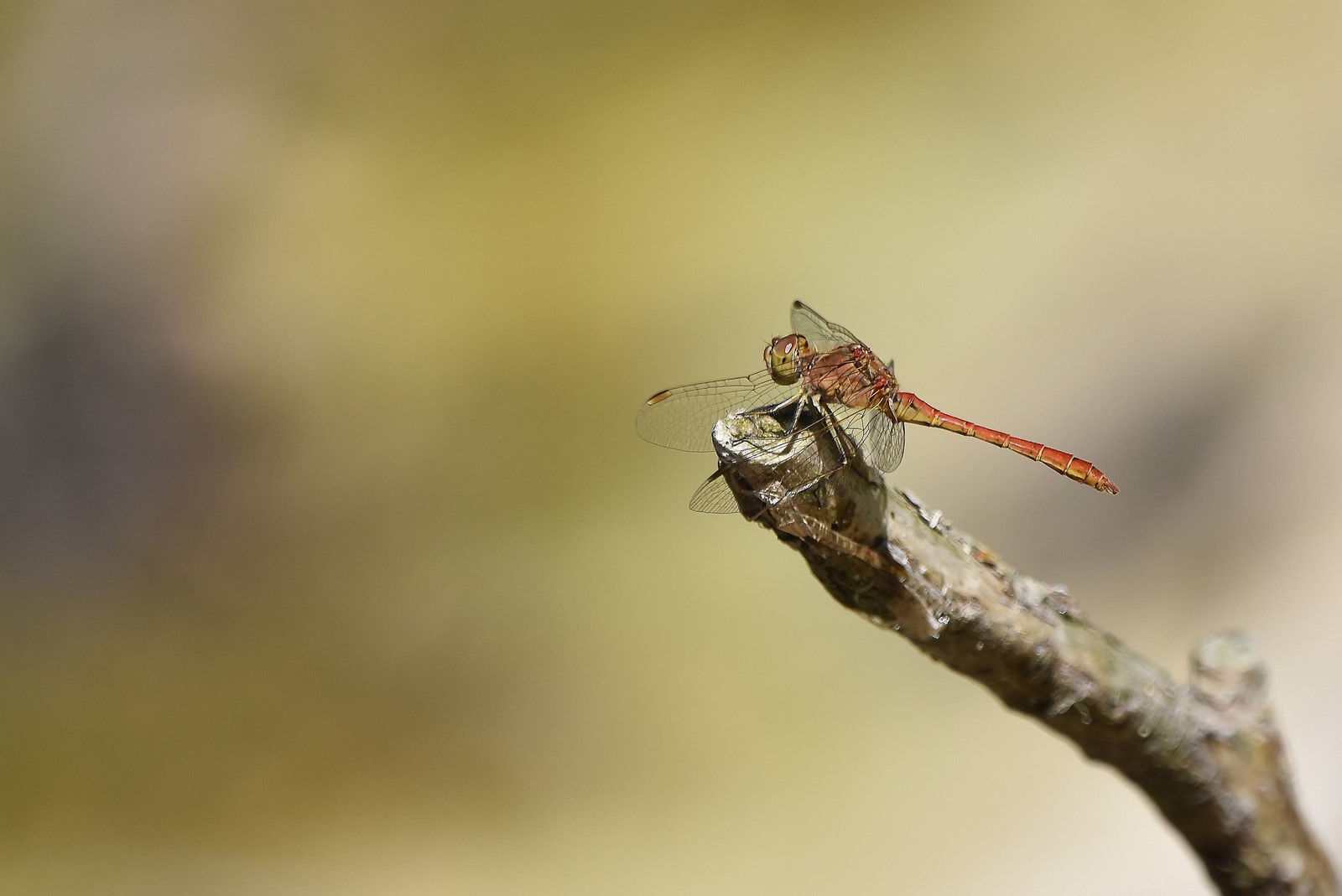 DSC_0295_filtered (Copier).jpg