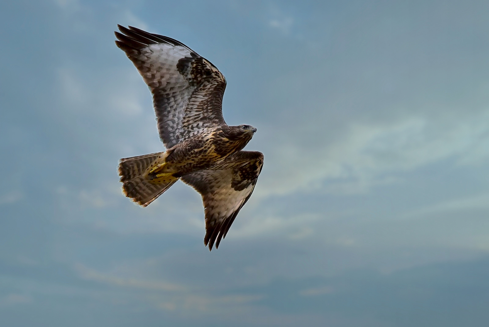 Photo eauderose - Buse variable - 8août2020-01.jpg