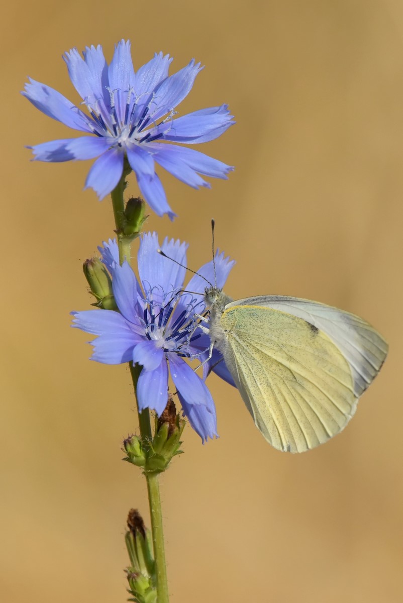DSC_0466_filtered (Copier).jpg