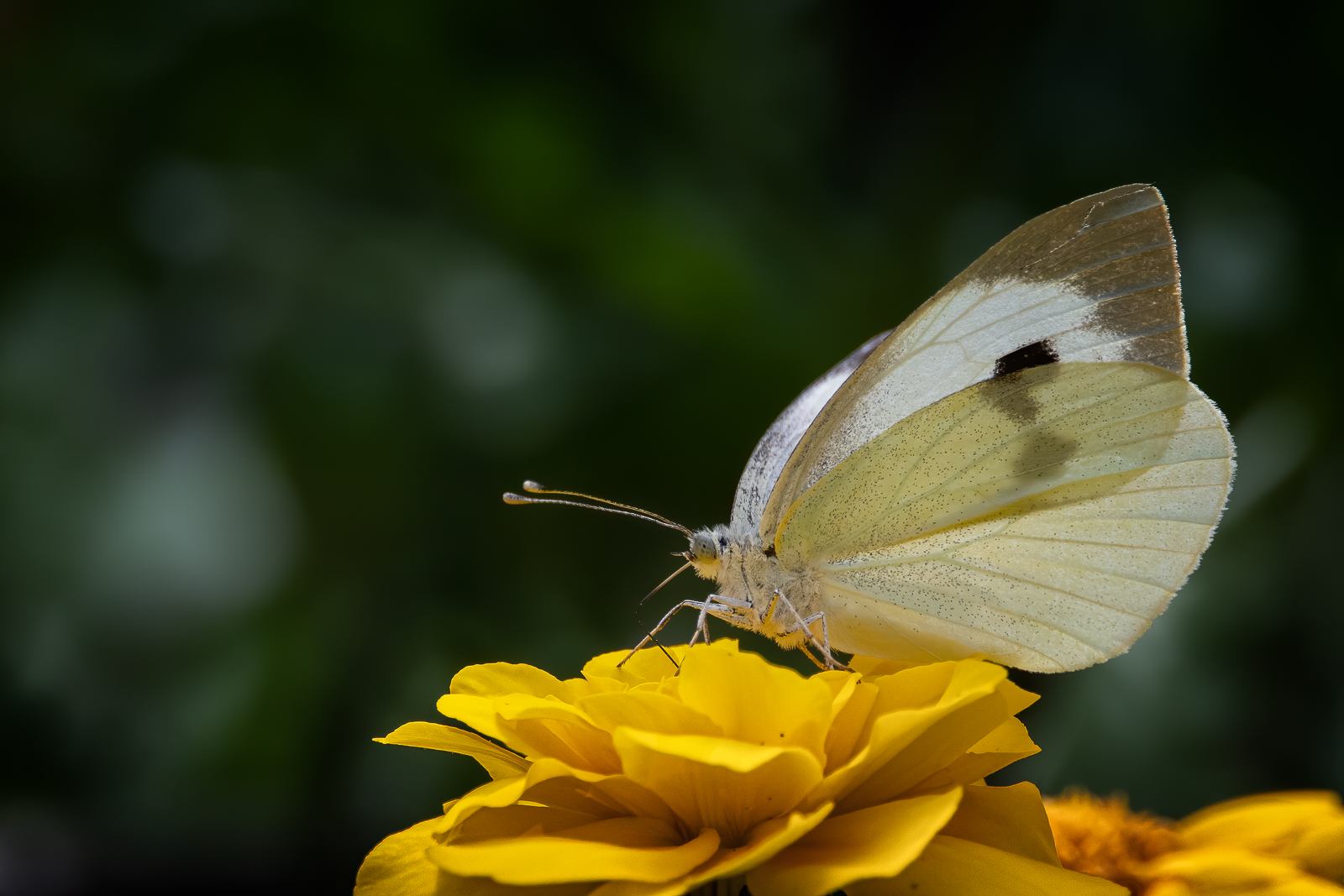 DSC_6442-Modifier-Modifier.jpg