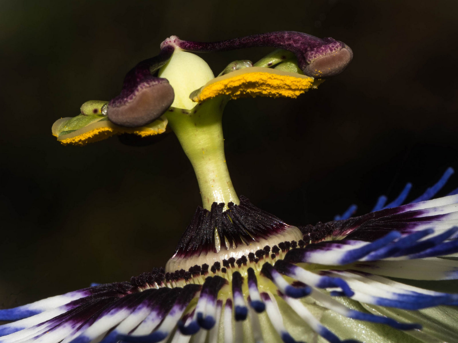Passiflore 2020 (1600 px.jpg