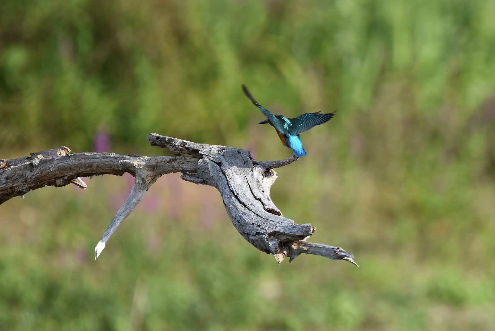 DSC_0040_filtered (Copier).jpg