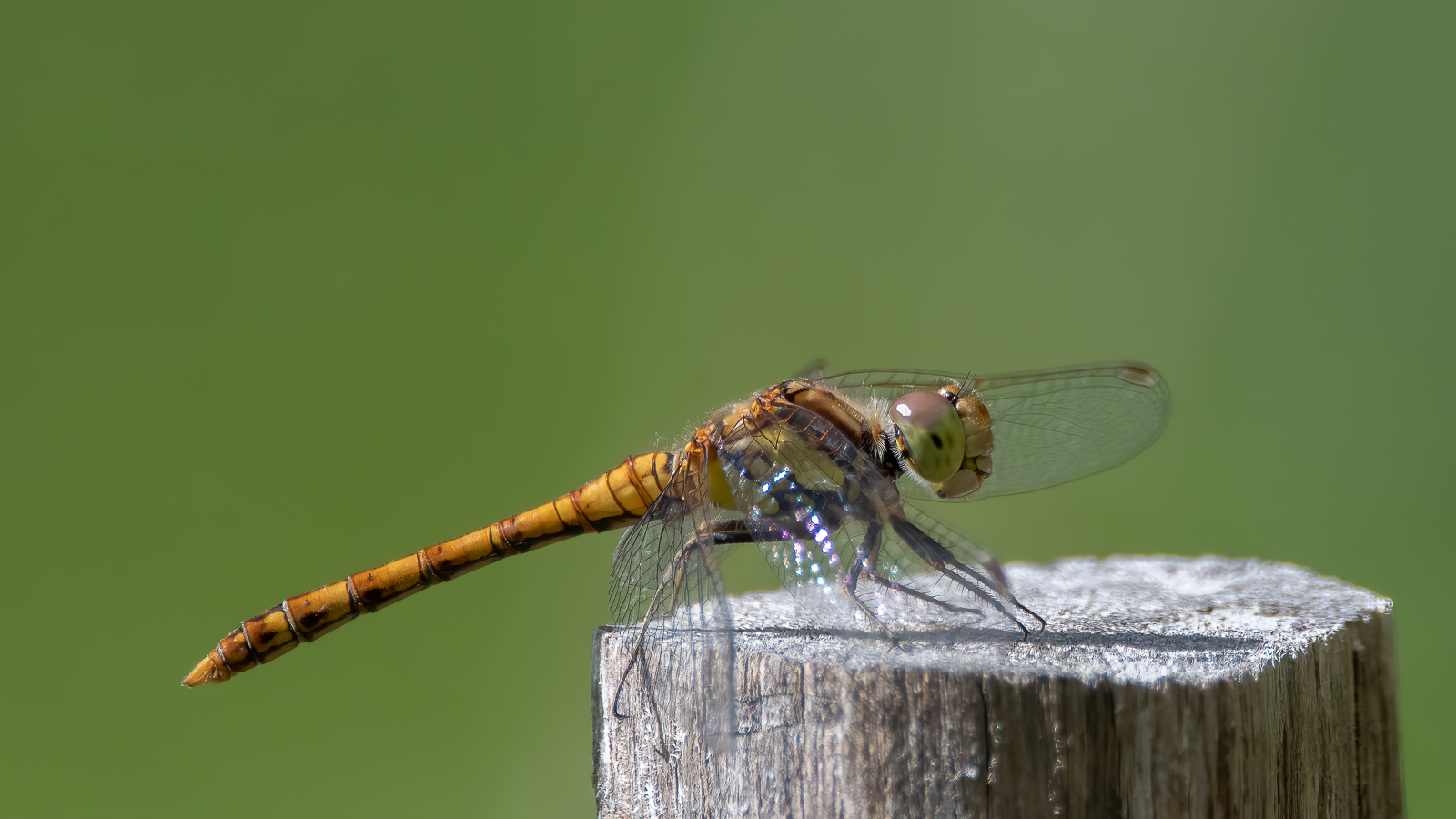 DSC_6572-Modifier-Modifier.jpg