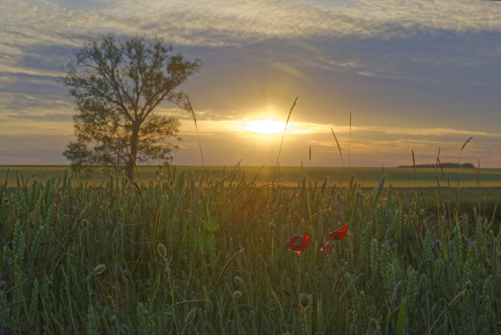 _DSC9689_DxO.jpg