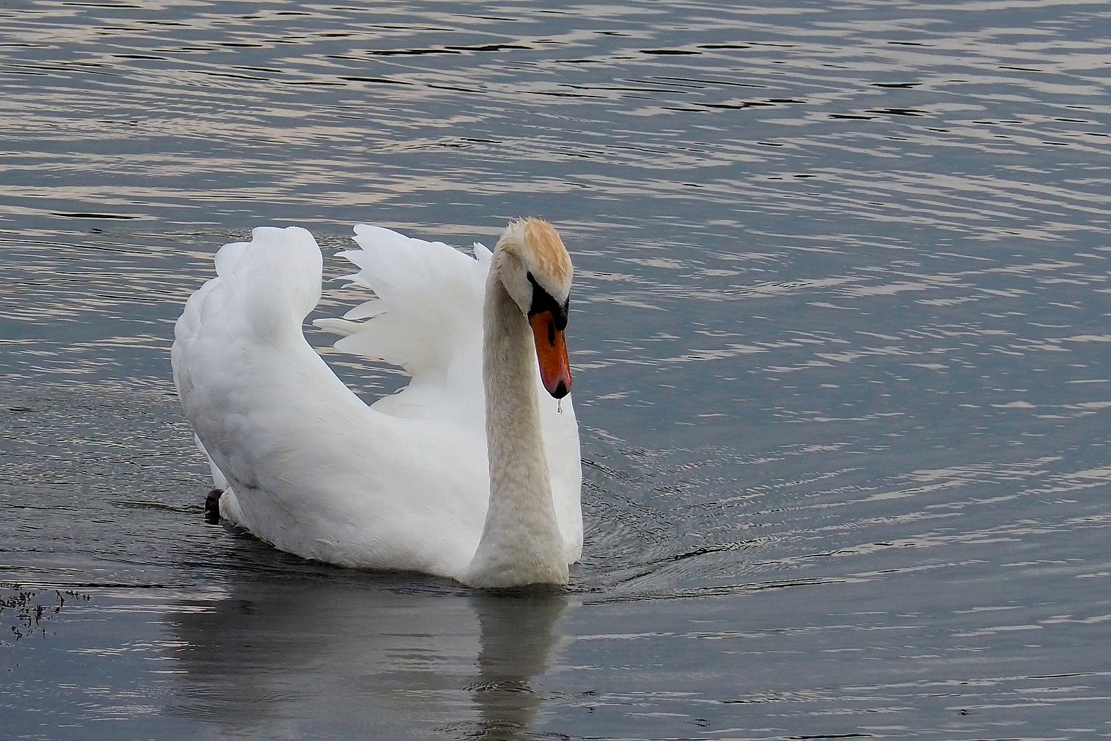 cigne 1600.jpg