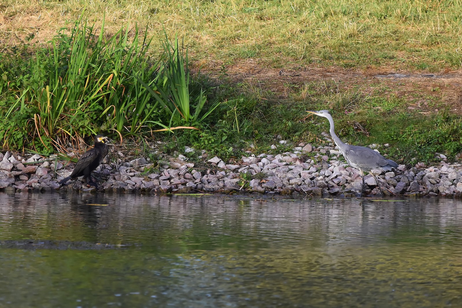 DSC_0278_filtered (Copier).jpg