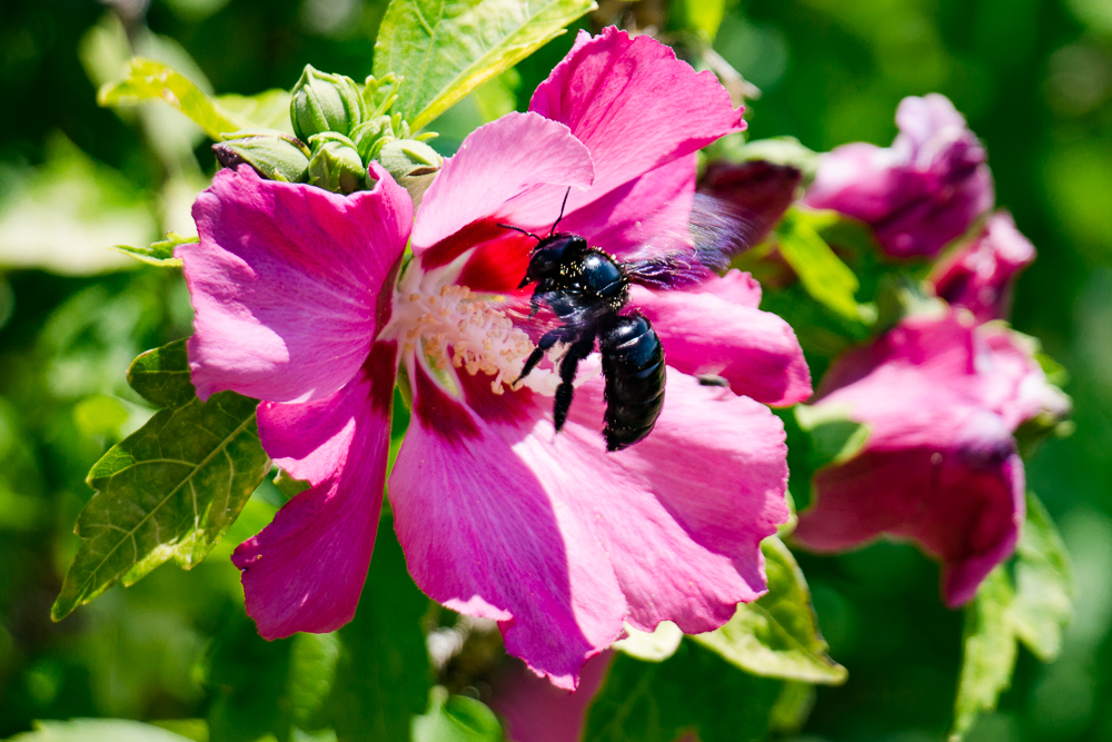 Ho l abeille bleue.jpg