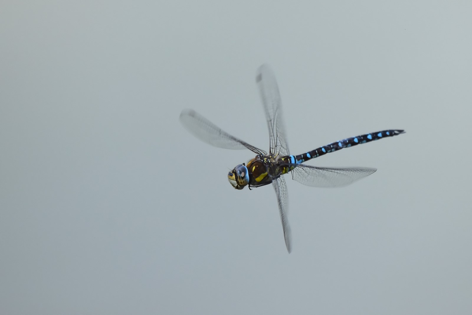 DSC_0268_filtered (Copier).jpg