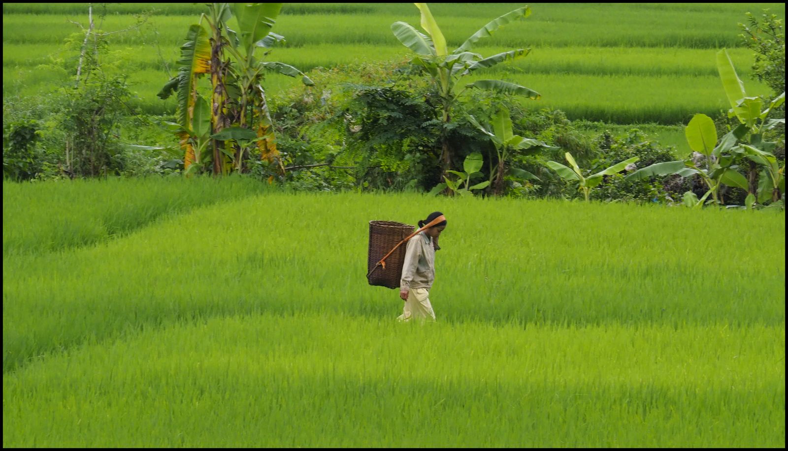 plantation 1600.jpg