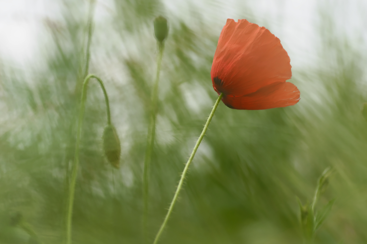 Coquelicot.jpg