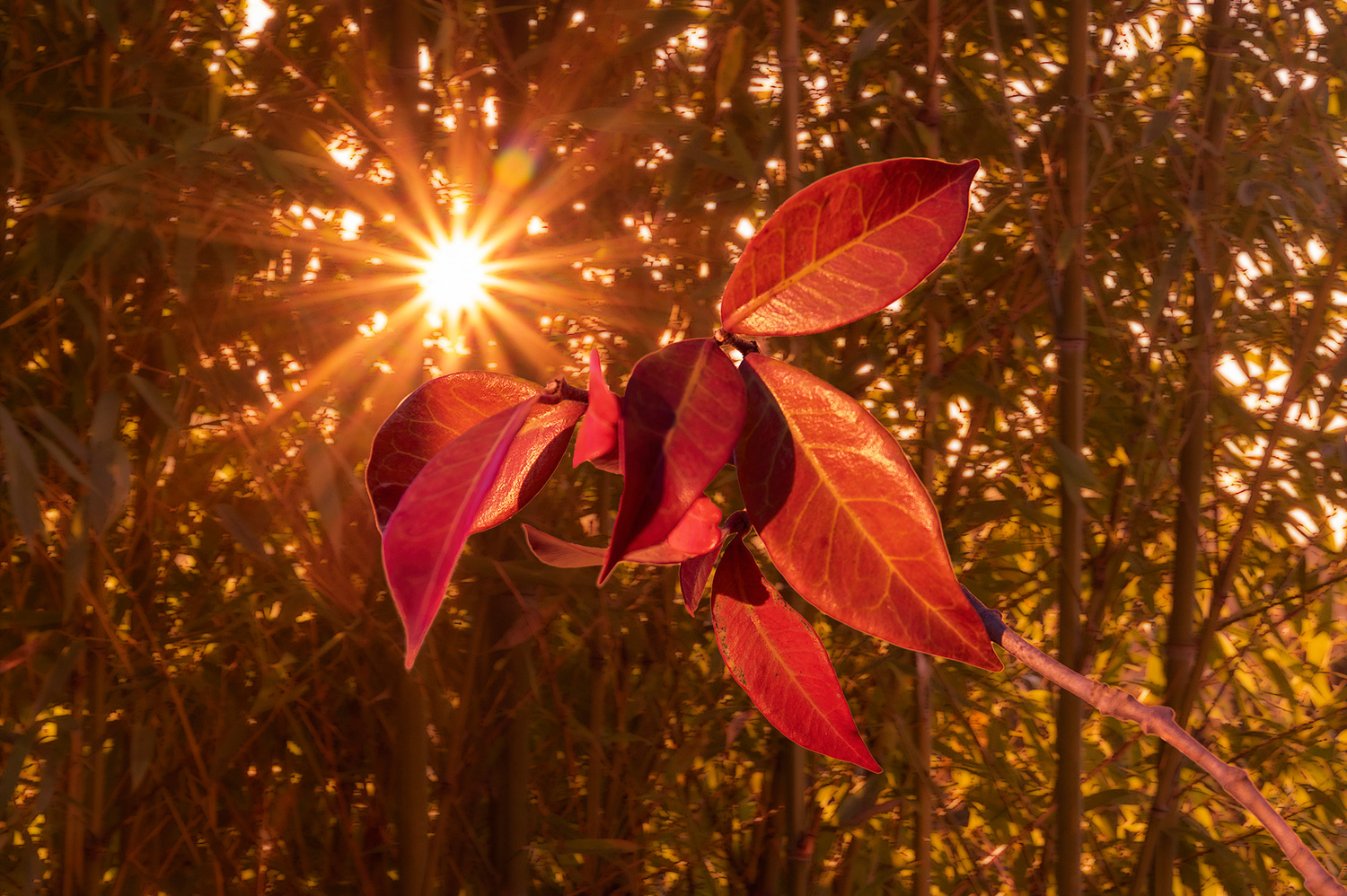 Automne_w.jpg