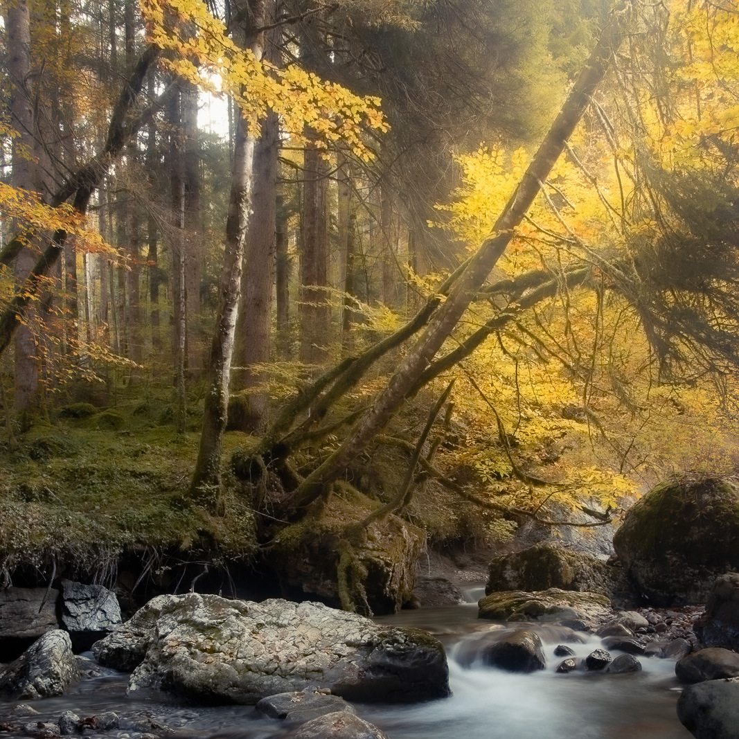 fond des bois.jpg