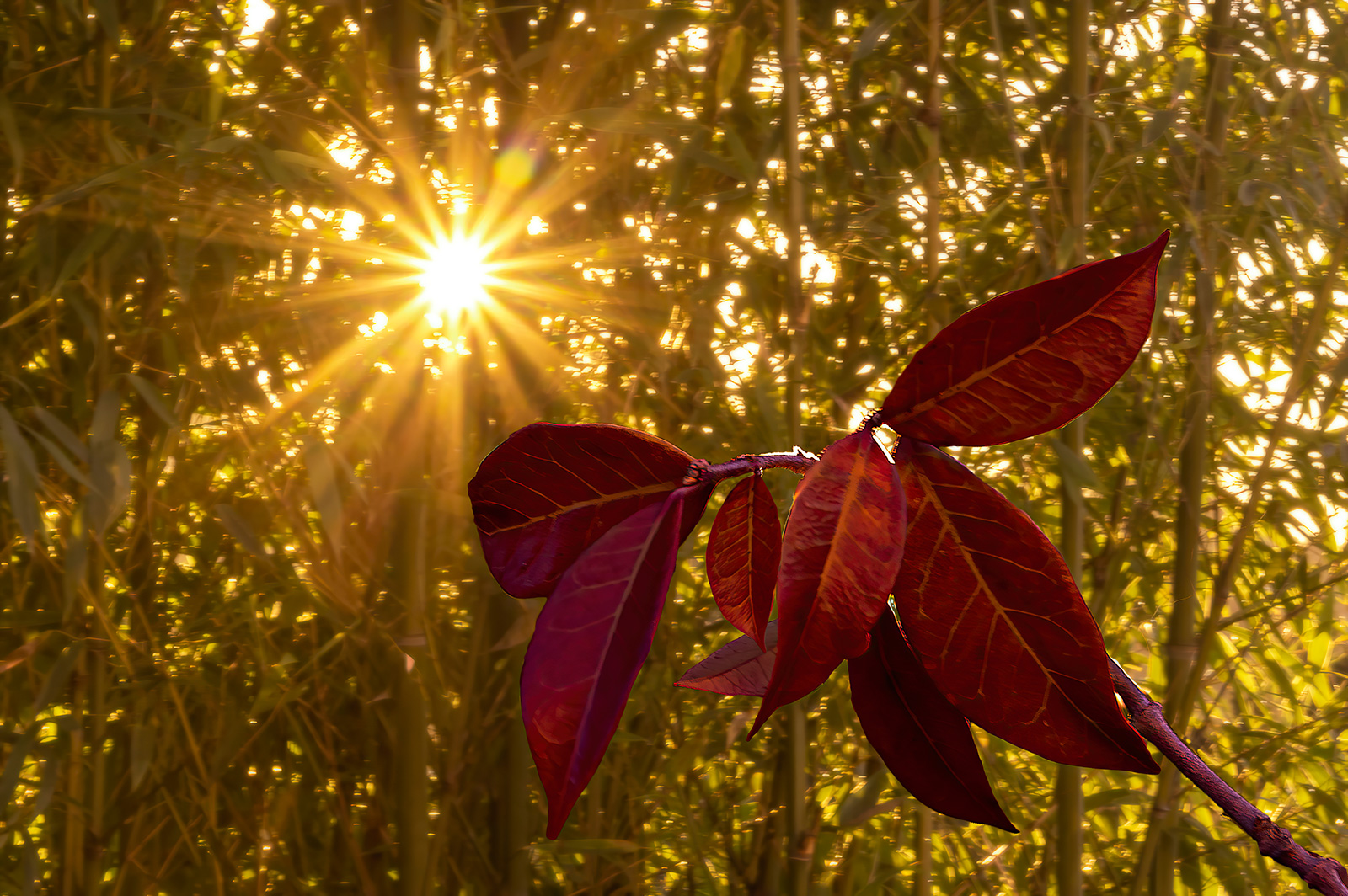 Automne_2w.jpg