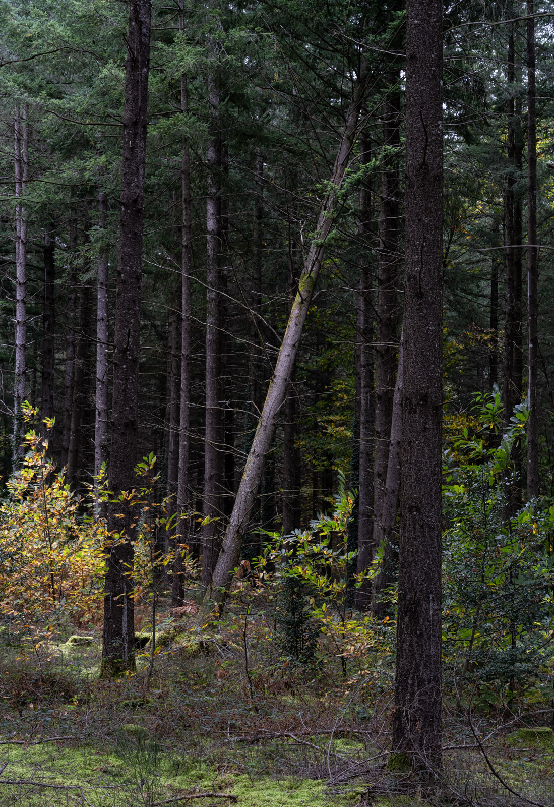 Jeu_Automne-Octobre 2020.jpg