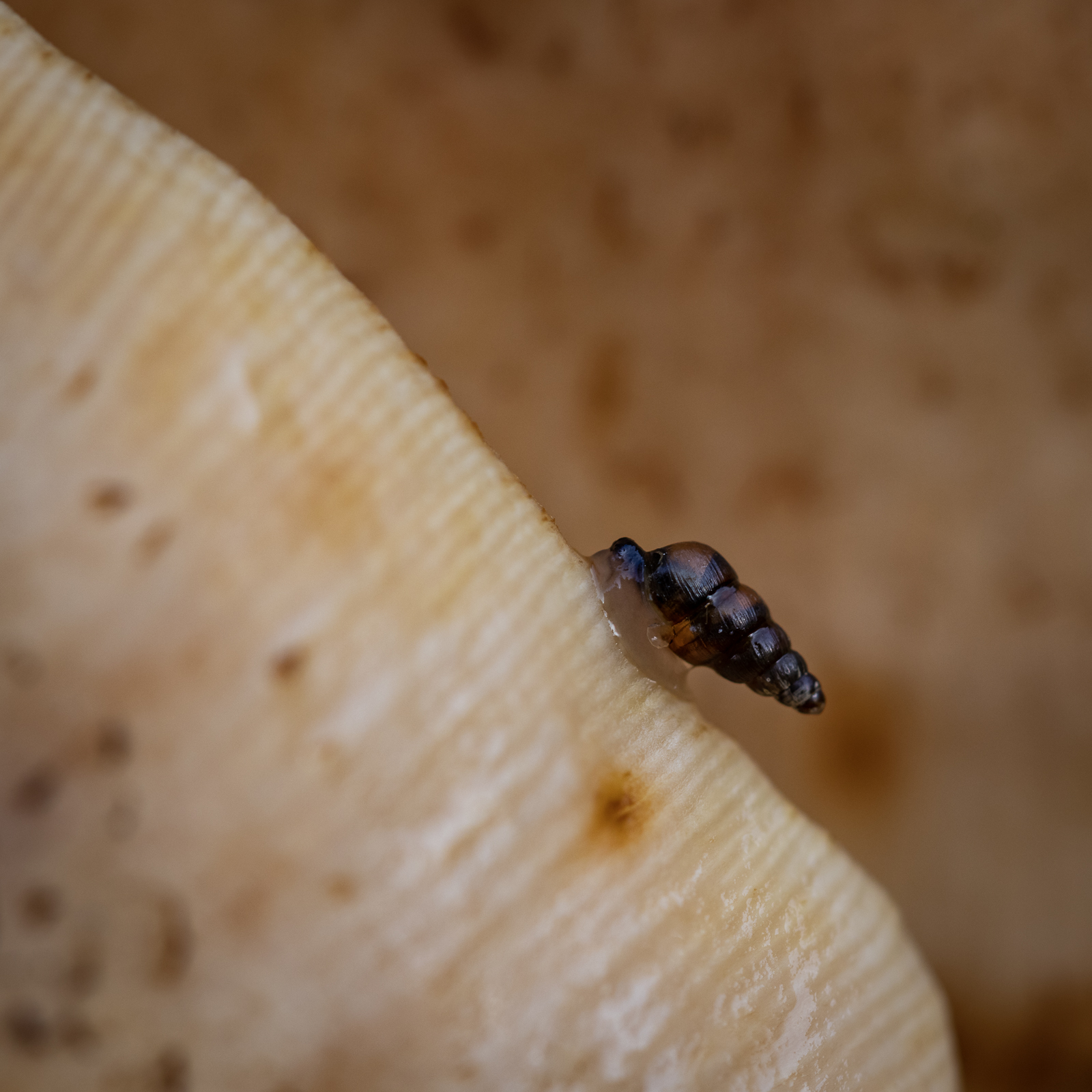 20201009-7749.jpg