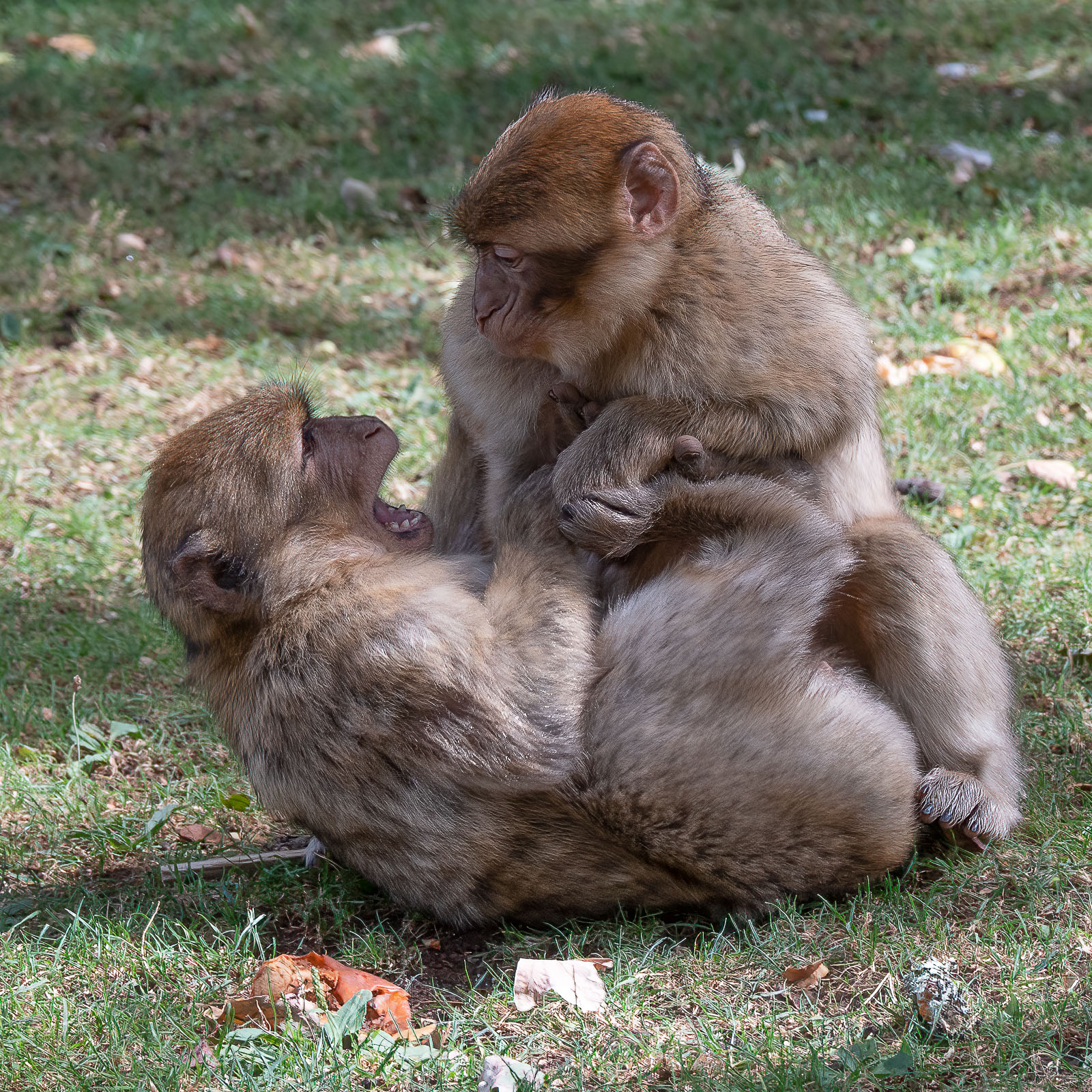 DSC_6804-Modifier-2.jpg