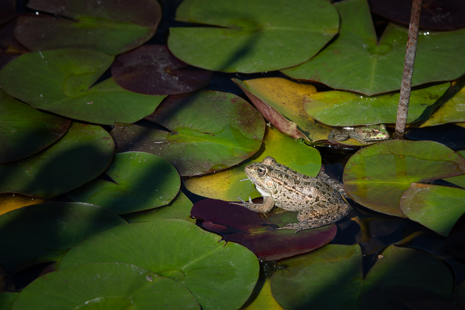 DSC_6641-Modifier.jpg