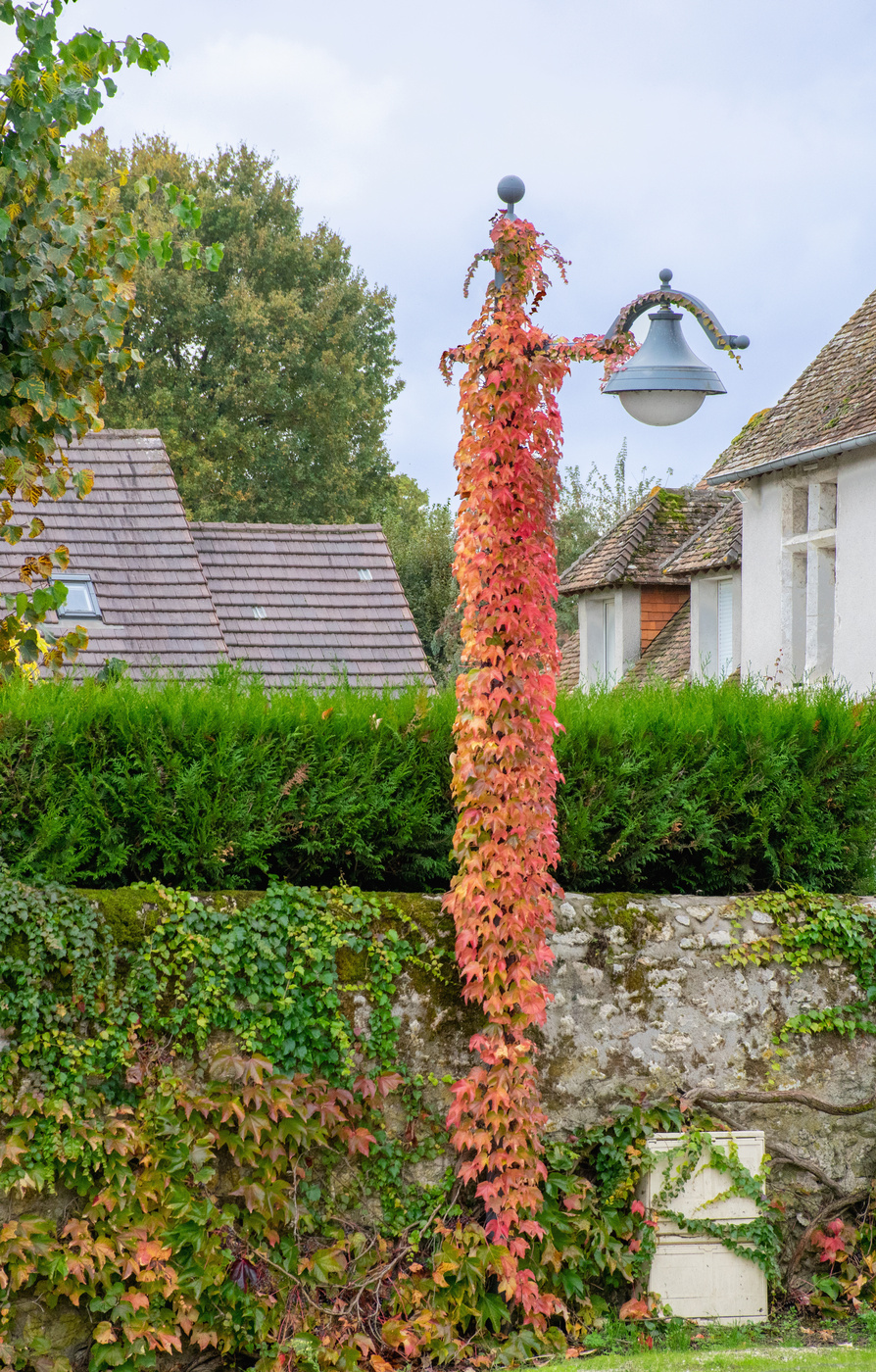 28 octobre 2020_DSC0235-Automne.jpg