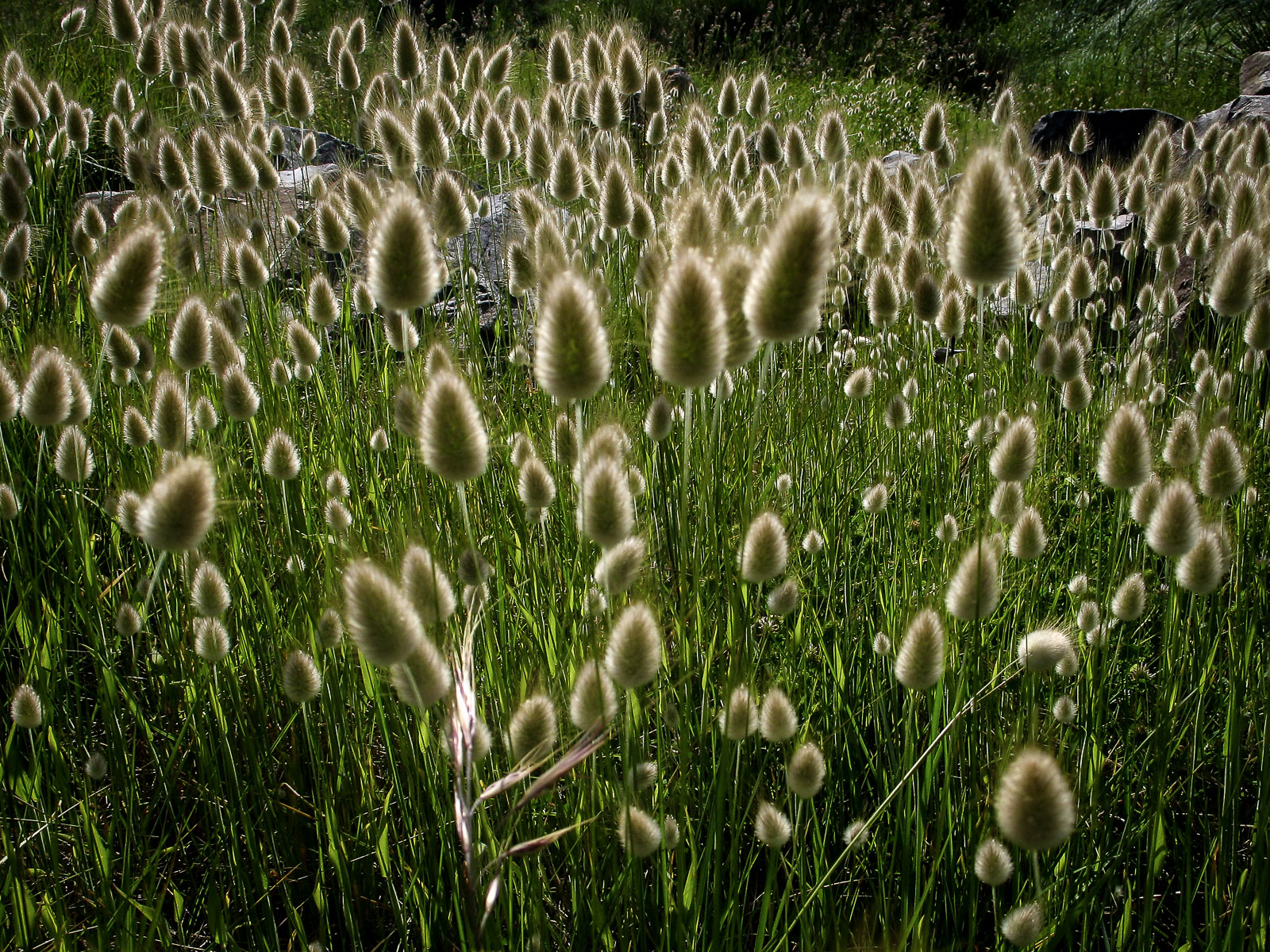 20110519-056.jpg