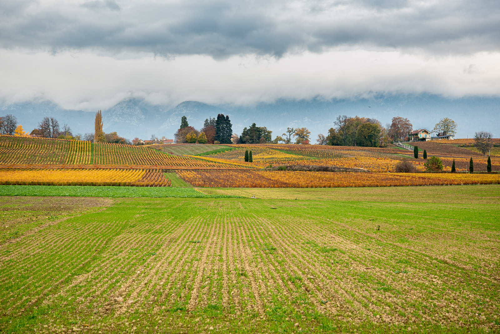 _DSC0514-2.jpg