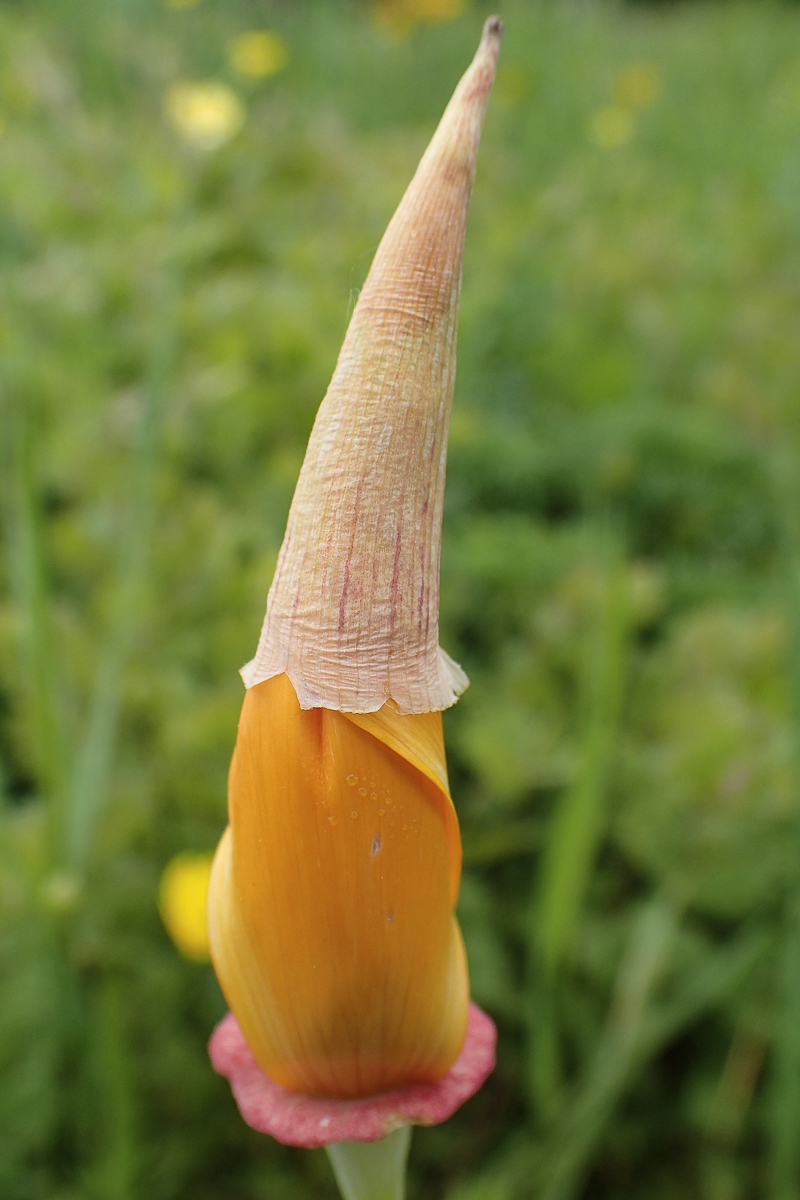 20160518-5180065.jpg