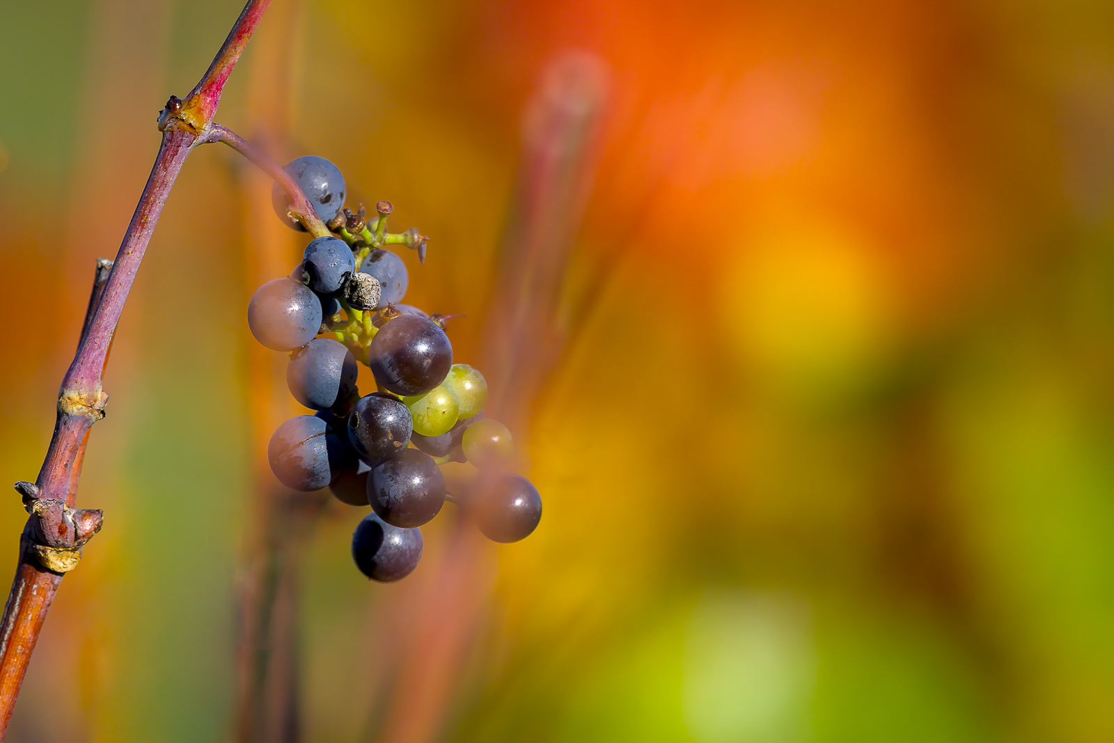 20201112_JCA0020-Modifier.jpg