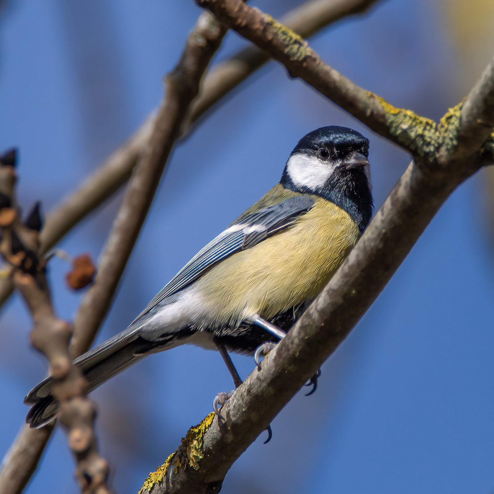 DSC_0060-Modifier.jpg