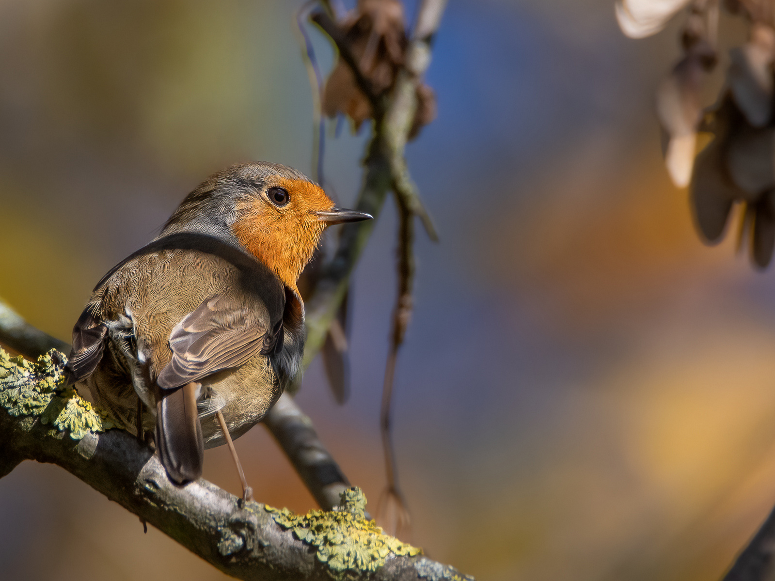 DSC_0119-Modifier-Modifier.jpg