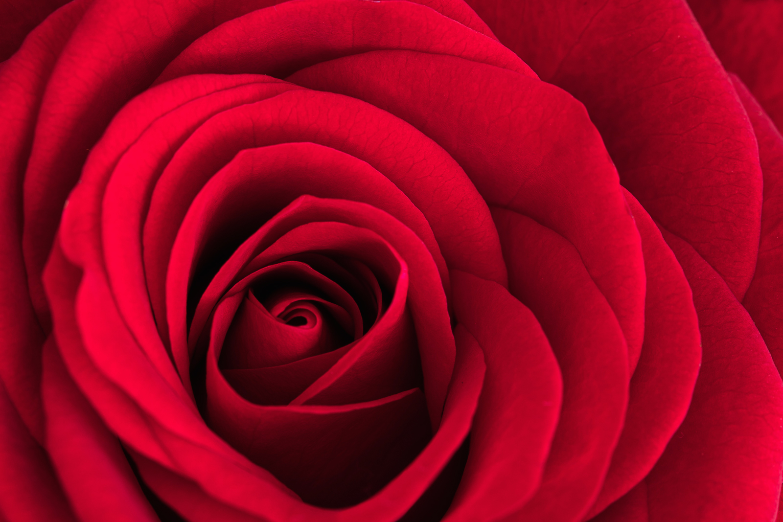 Photo Ektochrame - rose rouge - 19 nov 2020.jpg