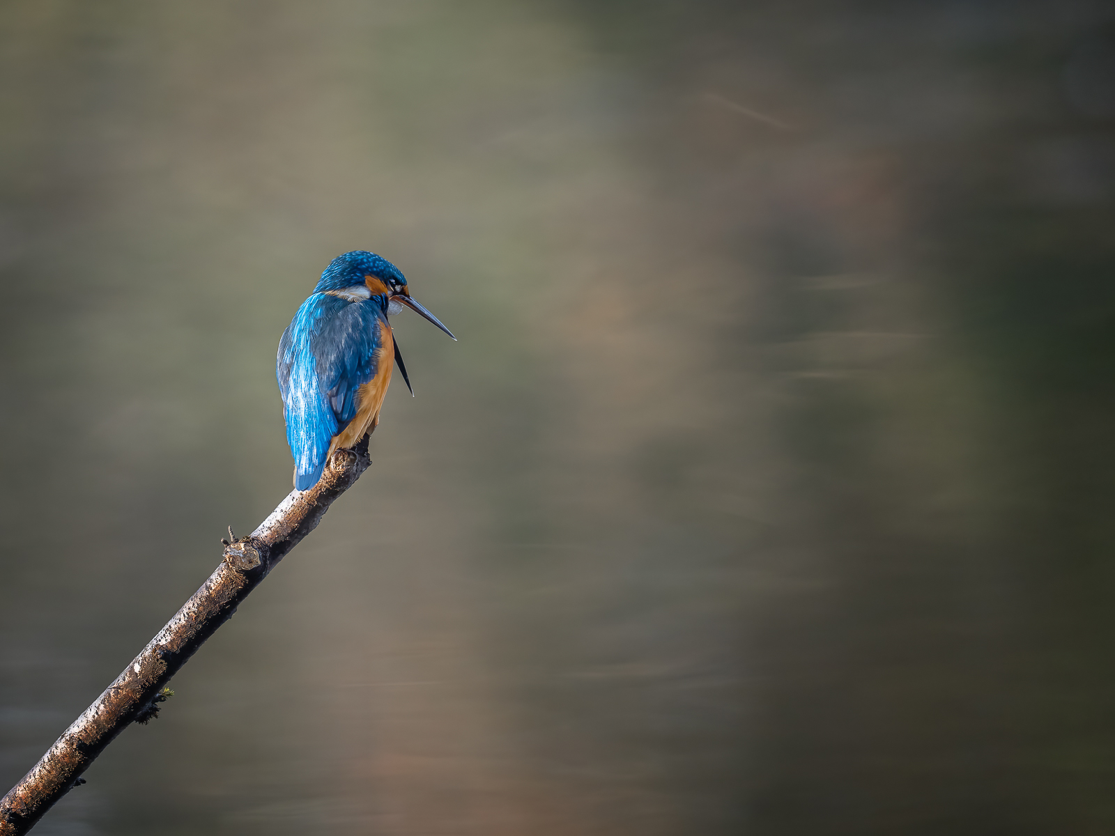 20201128_JCA0385-Modifier-Modifier.jpg