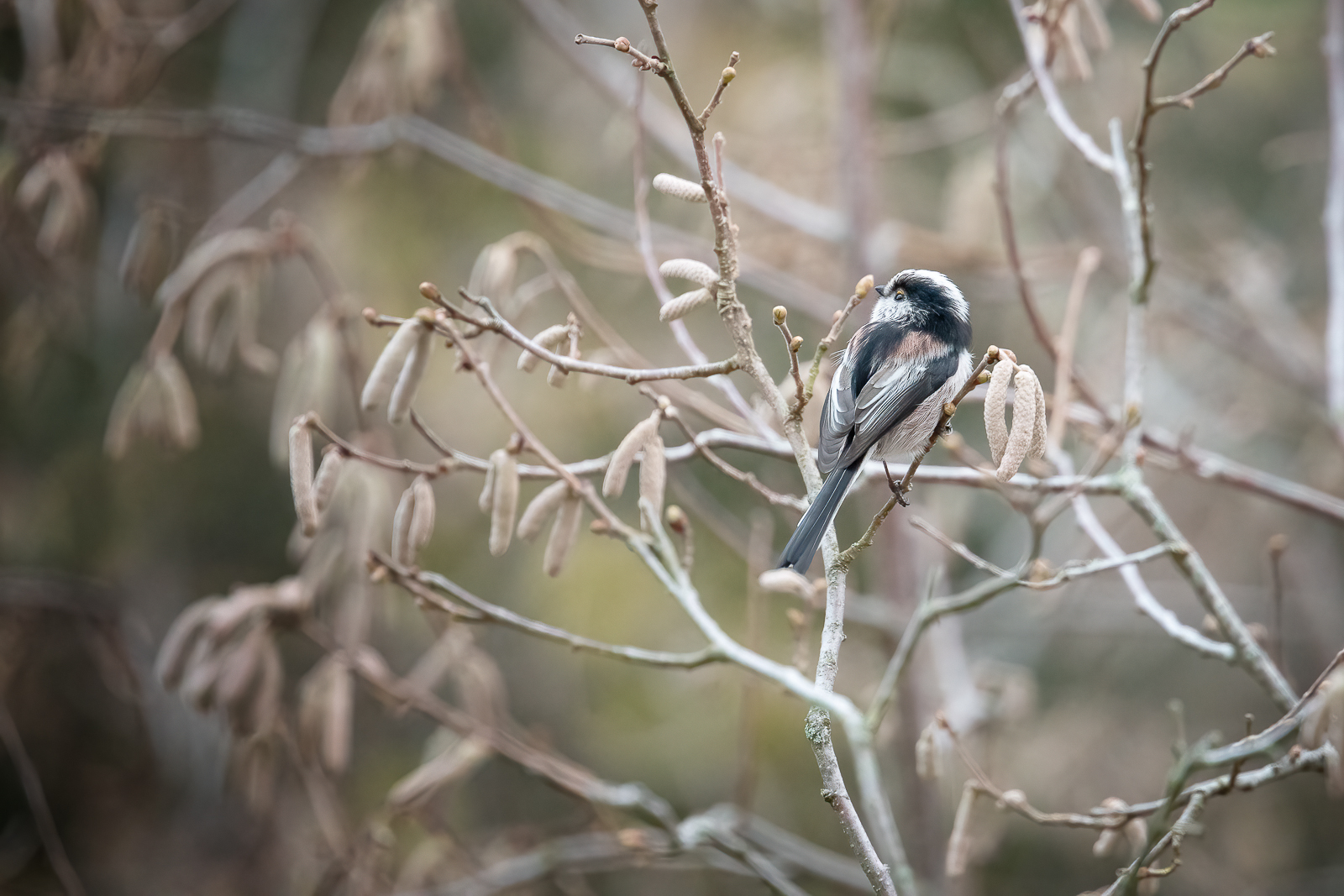 DSC_0300-Modifier-Modifier.jpg
