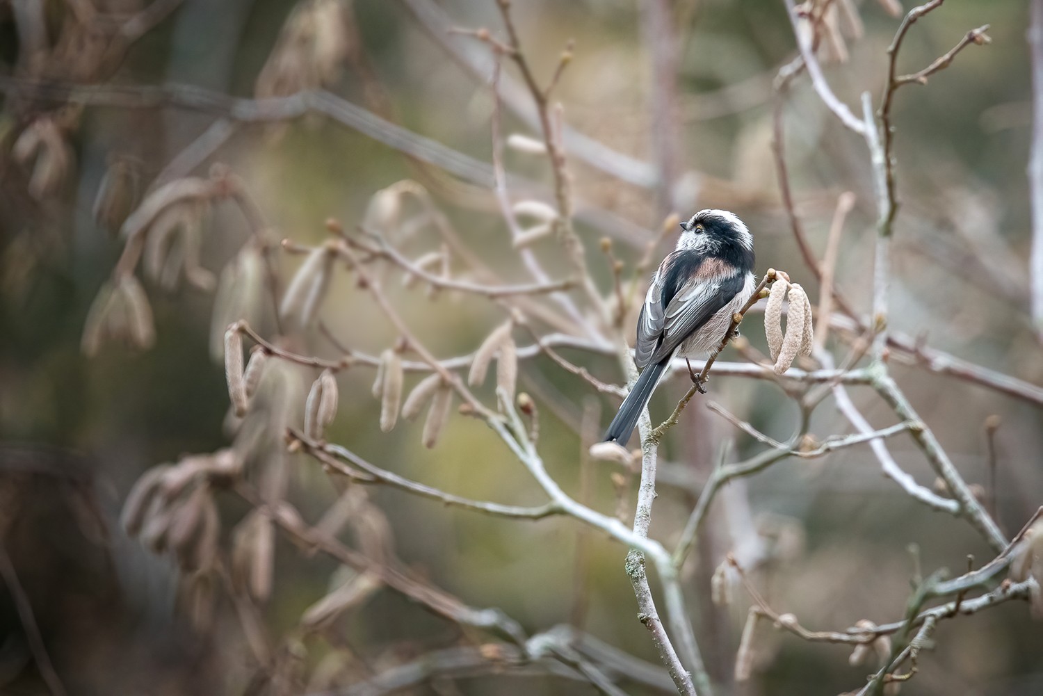 DSC_0300-Modifier-Modifier.jpg