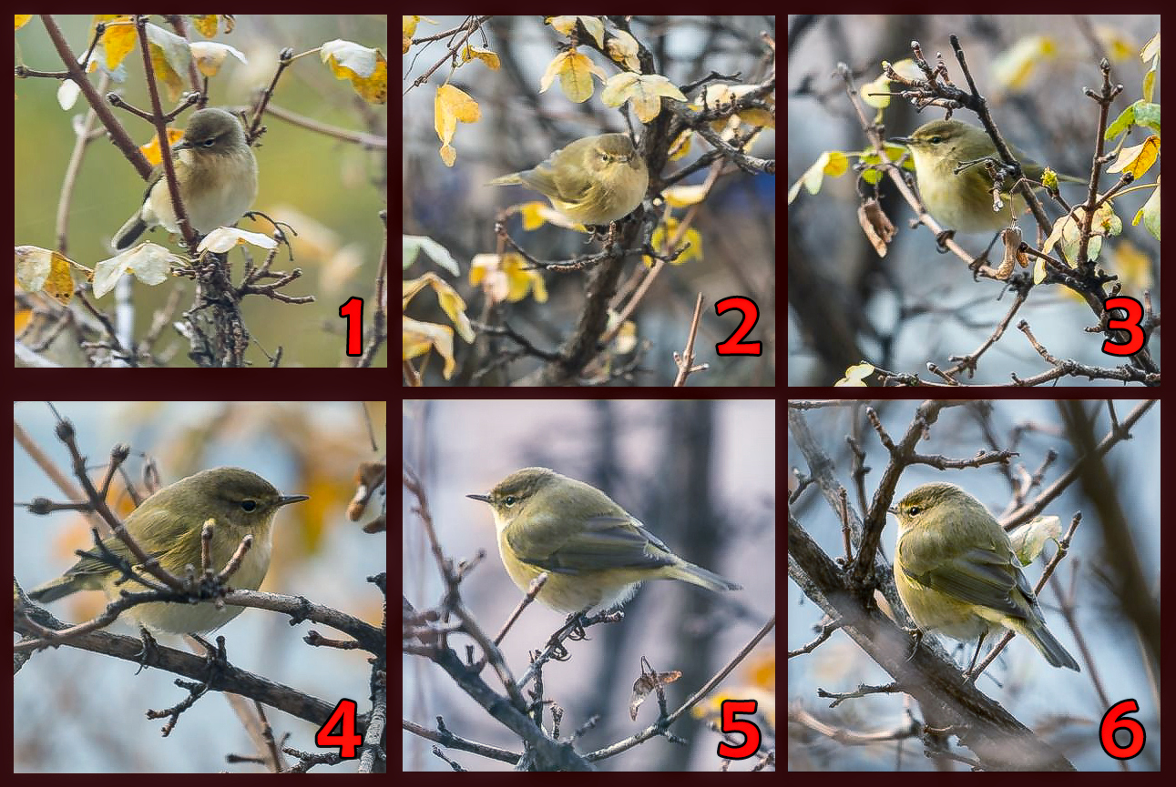 Photo booHguy - Oiseaux - 11 dec 2020.jpg