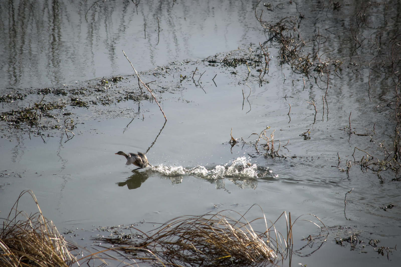 16 décembre 2020_DSC0010-Splash-02.jpg