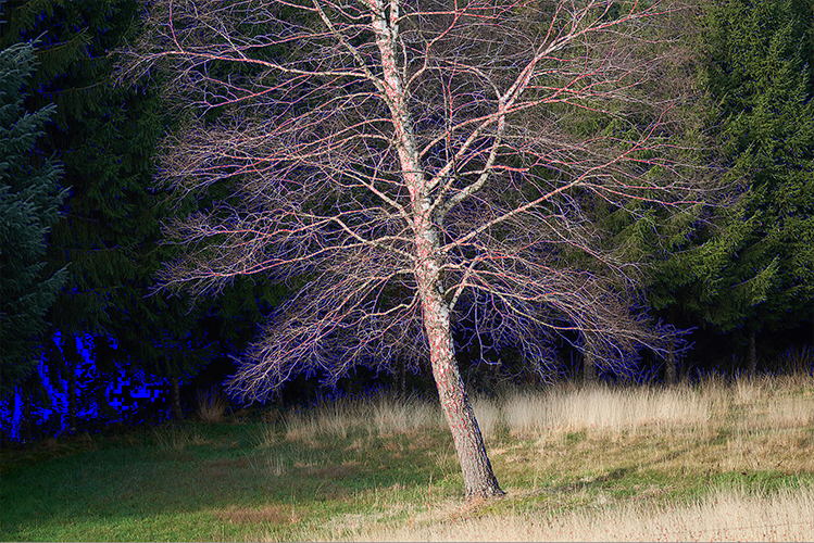 Photo Miweb - Bouleau -17 dec 2020-Zone bouchée.jpg