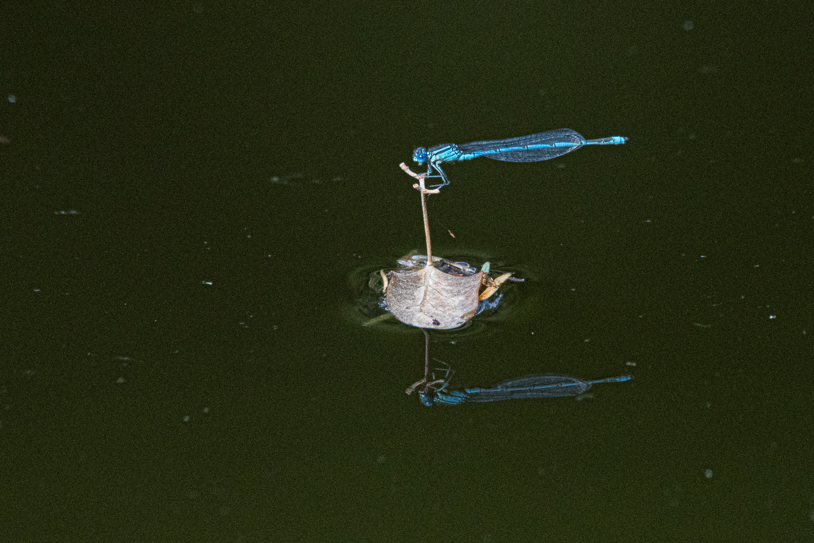 DSC_6502.jpg