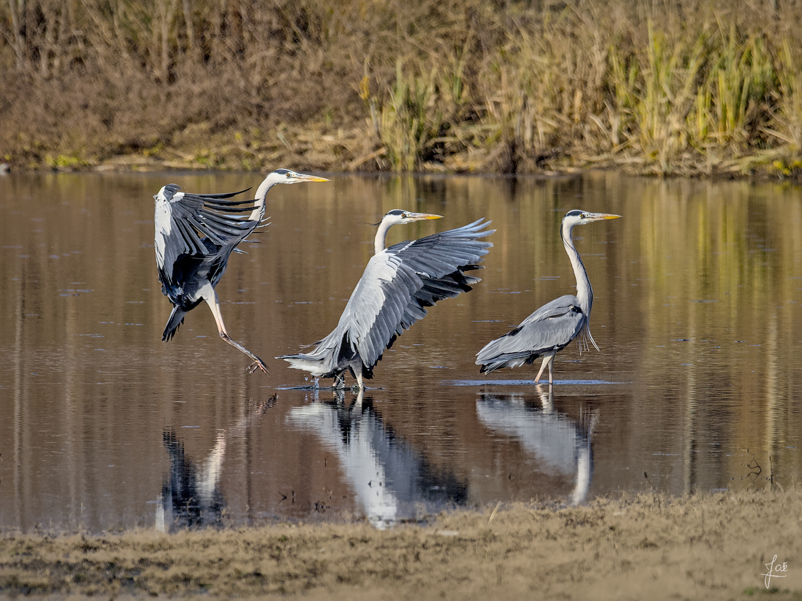 heron.jpg
