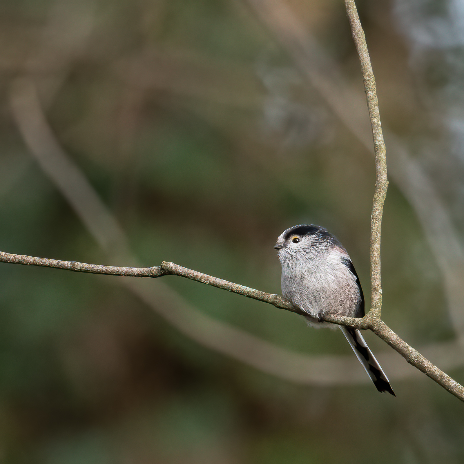 DSC_0624-Modifier.jpg