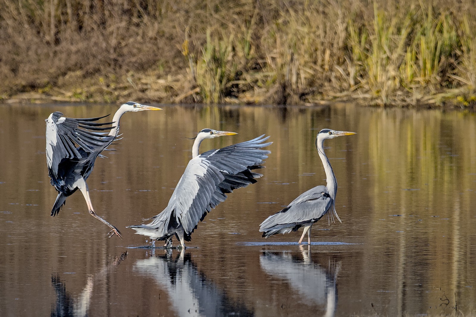 heron_01.jpg