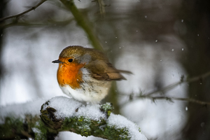 2021-01-17 11_37_22-Rouge gorge, blanche neige... - forum.ouiouiphoto.fr.jpg