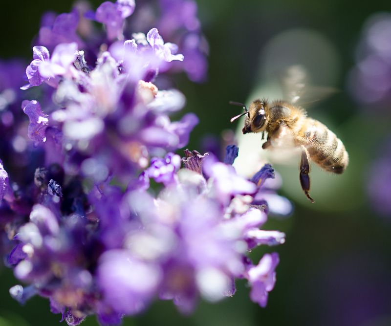 Bzzz ouioui.jpg