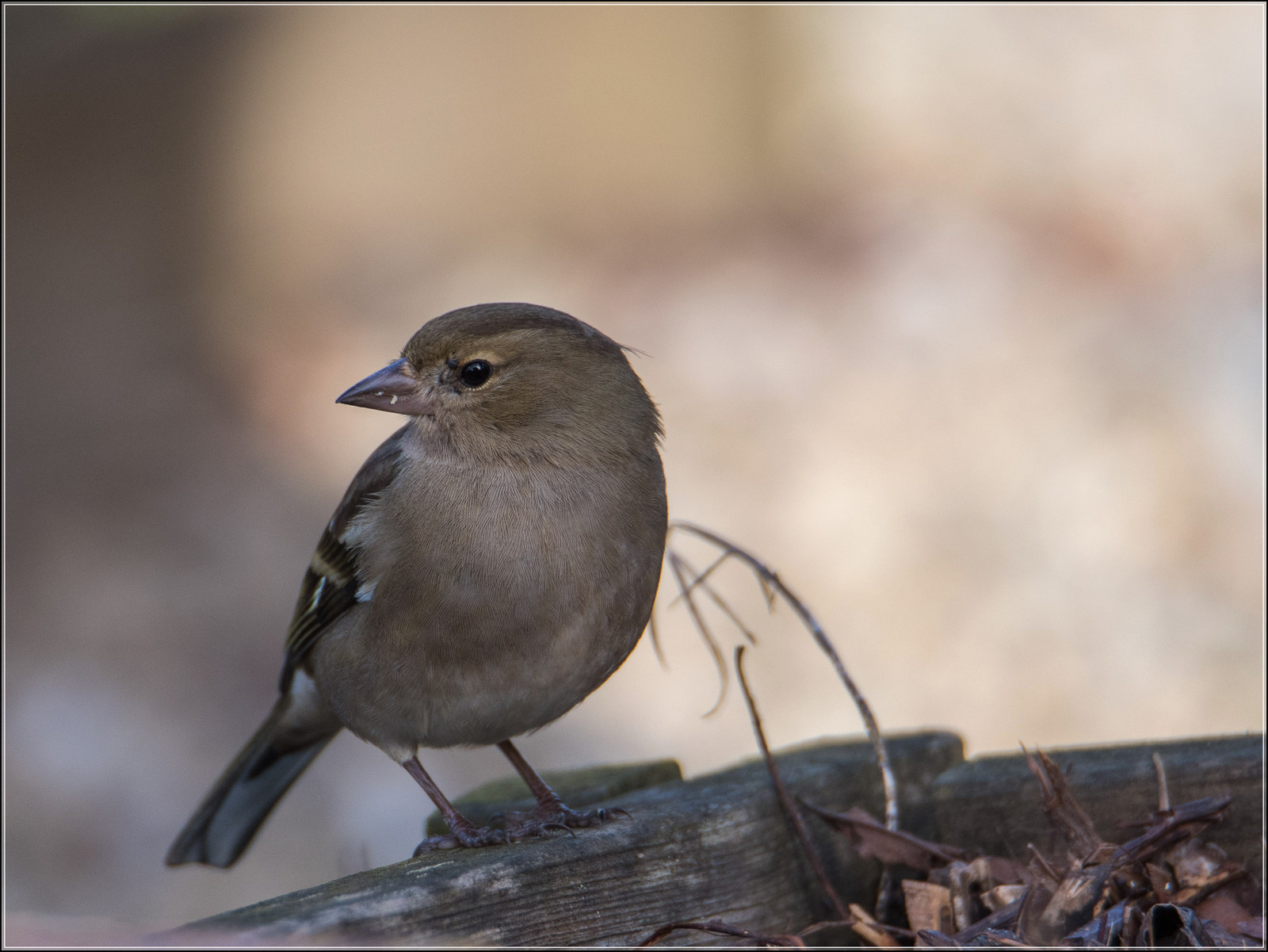 Pinson des arbres femelle.1600  px.jpg