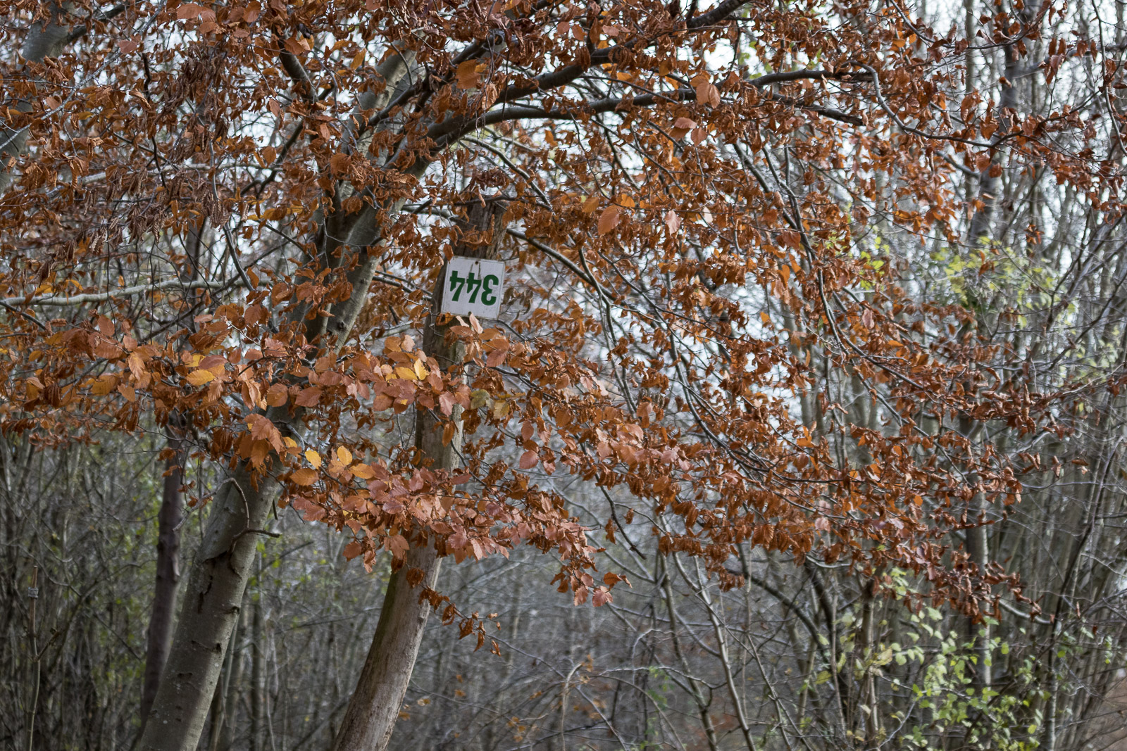 20171123-7972.jpg