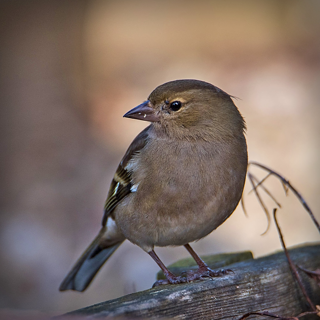 Pinson des arbres femelle.1600  px (2).jpg
