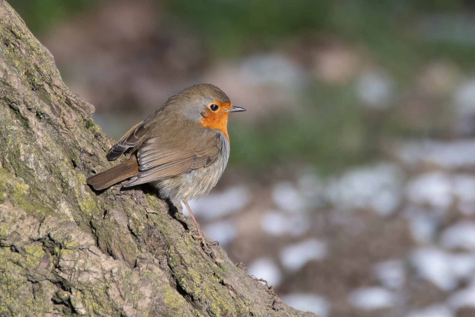 DSC_1142-Modifier.jpg