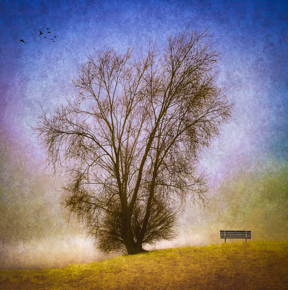arbre test 5 banc oiseaux.jpg