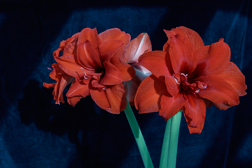BP-4134-2.jpg